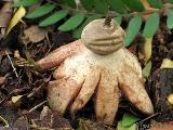 Geastrum berkeleyi 