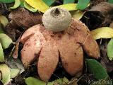 Geastrum berkeleyi 