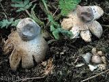 Geastrum minimum 