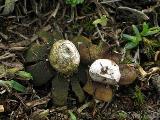 Geastrum hungaricum 