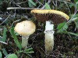 Stropharia coronilla