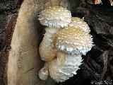 Hemipholiota populnea 