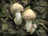 Hemipholiota populnea 