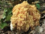 Ramaria formosa 