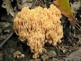 Ramaria formosa 