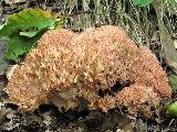 Ramaria botrytis 