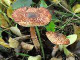 Leucoagaricus croceovelutinus