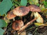 Leucoagaricus croceovelutinus 