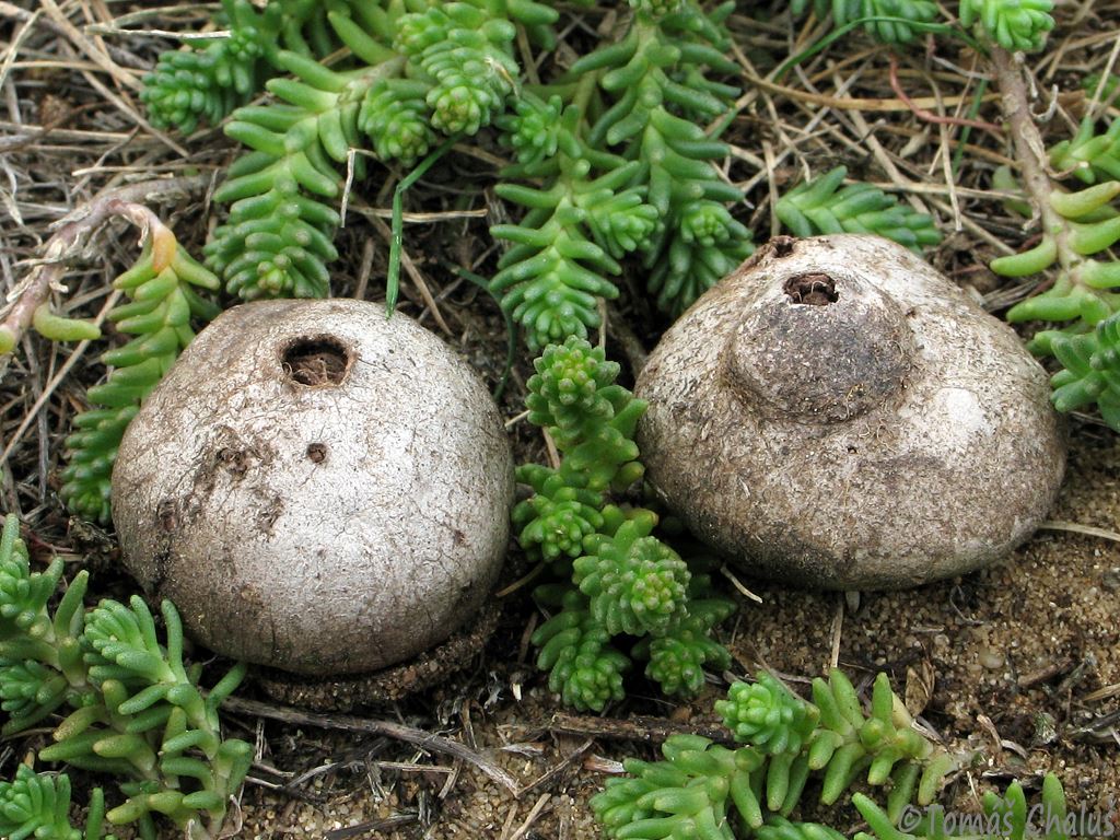 Disciseda Disciseda bovista - žaludice tuhá - myko.cz