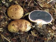 jižní Čechy 2012 jižní Čechy 2012