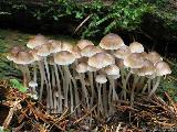 Mycena flos-nivium