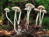 Mycena flos-nivium