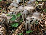 Mycena flos-nivium 