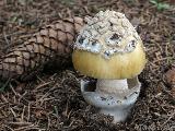 Amanita submembranacea 