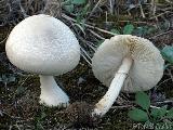 Leucoagaricus leucothites 