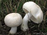 Leucoagaricus leucothites 