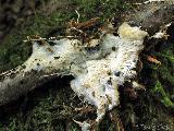 Anomoloma myceliosum 