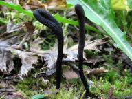 jižní Čechy 2009 jižní Čechy 2009