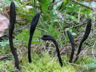 jižní Čechy 2009 jižní Čechy 2009