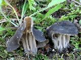 Helvella phlebophora