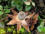 Geastrum pouzarii