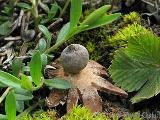 Geastrum pouzarii 