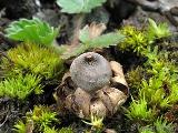 Geastrum pouzarii