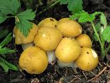 Calocybe gambosa var. flavida