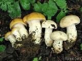 Calocybe gambosa var. flavida