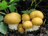 Calocybe gambosa var. flavida