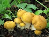 Calocybe gambosa var. flavida