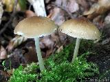 Pluteus plautus