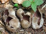 Sarcosphaera coronaria 