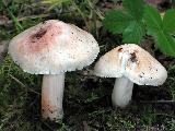 Inocybe erubescens