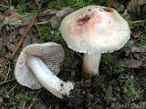 Inocybe erubescens