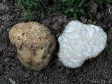 Tuber nitidum