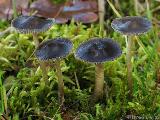 Mycena agrestis