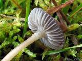 Mycena agrestis