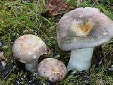 Russula cyanoxantha 