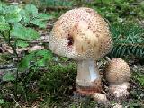 Amanita rubescens 