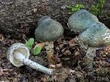 Lepiota grangei 