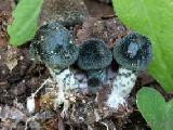 Lepiota grangei