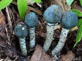 Lepiota grangei 