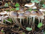 Mycena flos-nivium