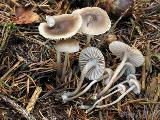 Mycena flos-nivium 