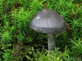 Entoloma nitidum