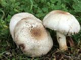 Agaricus xanthodermus 