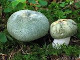 Russula virescens