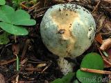 Russula virescens 