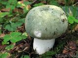 Russula virescens 